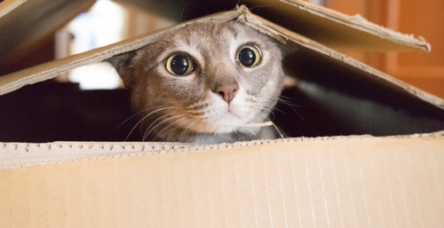 A gray and white cat peeks out of the top of a cardboard box