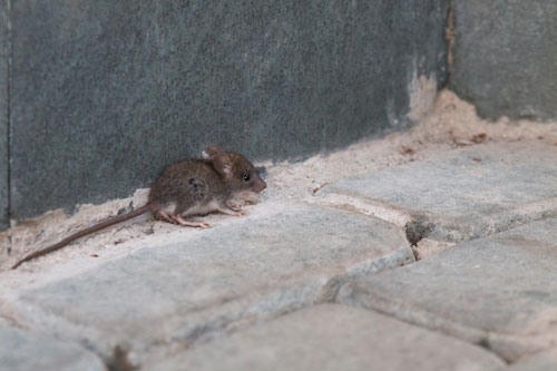 A mouse crawls against a wall on a stone floor
