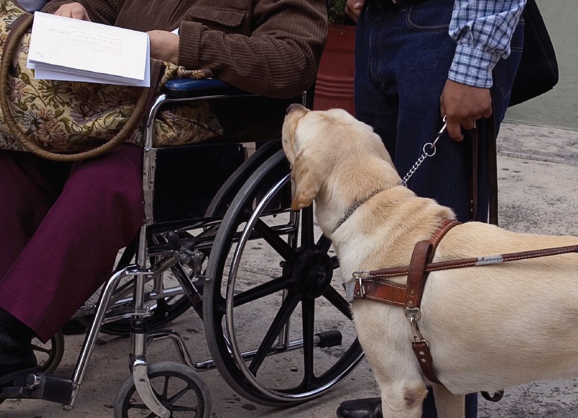 A leashed dog next to a woman in a wheelchair.