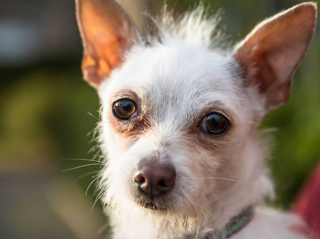 Snickers, soon to be named Samson, is a Chihuahua and Chinese crested mix Stephen will adopt this week from Paw Patrol, an animal rescue in Dayton