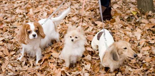 Three small dogs on leashes stand in some dry fall leaves
